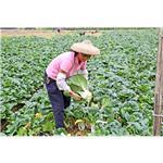 廣州市番禺區匯農福農產品銷售專業合作社 您的安心食材與農業服務專家